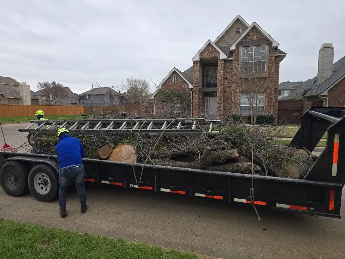 Expert Tree Pest Control with proper safety equipment in Lyndon